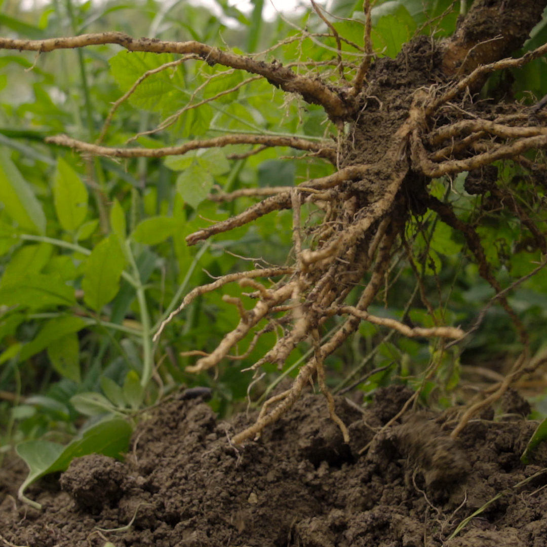 Ashwagandha Anbau und Nachhaltigkeit Ashwagandha Anbau und Nachhaltigkeit